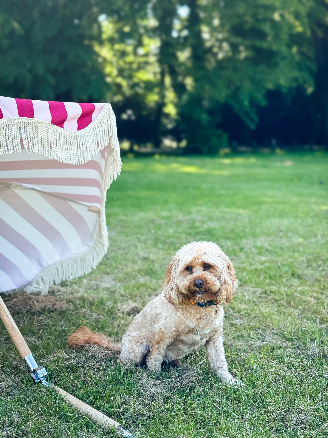 Mini Agnes parasol with natural cotton fringing, wooden frame, adjustable positioning, perfect for children and park outings, includes matching carry bag.
