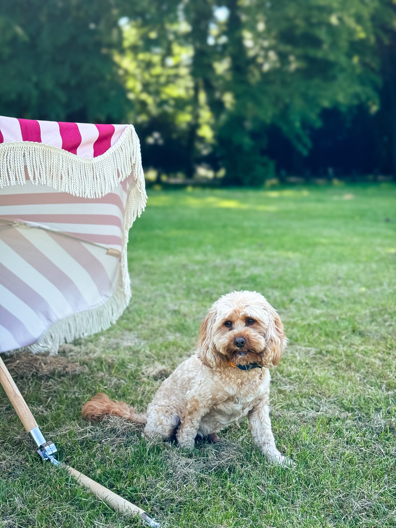 Mini Agnes parasol with natural cotton fringing, wooden frame, adjustable positioning, perfect for children and park outings, includes matching carry bag.
